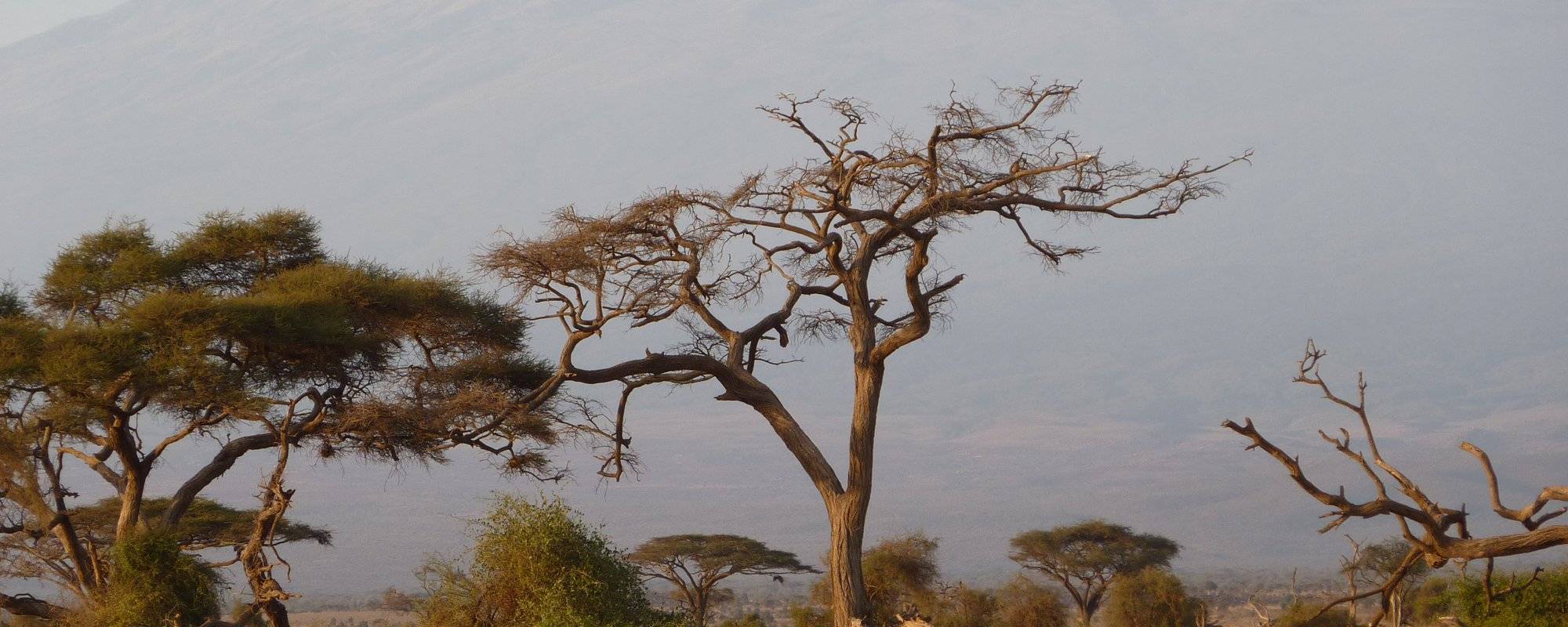 Kenya Safari - Tsabo East & West, Amboseli National Park