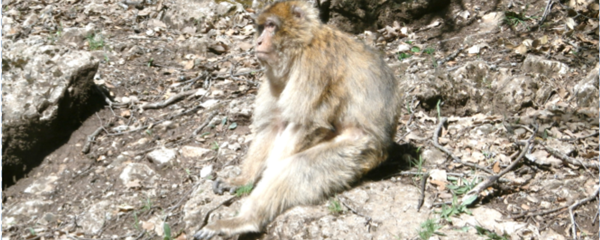 Our Moroccan Monkey Encounter in the Mid-Atlas Mountains