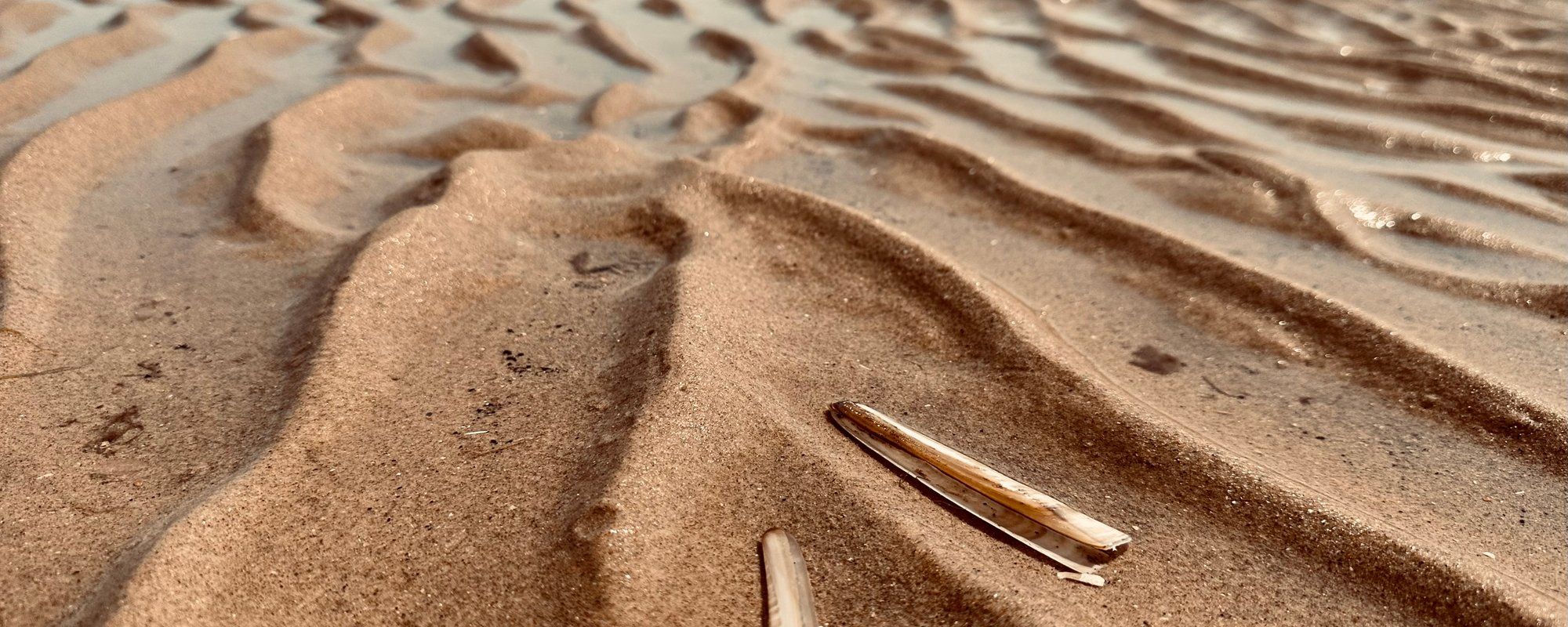 🇬🇧 Walk with me to HOLKHAM BEACH and the north sea 🌊 ~ WednesdayWalk