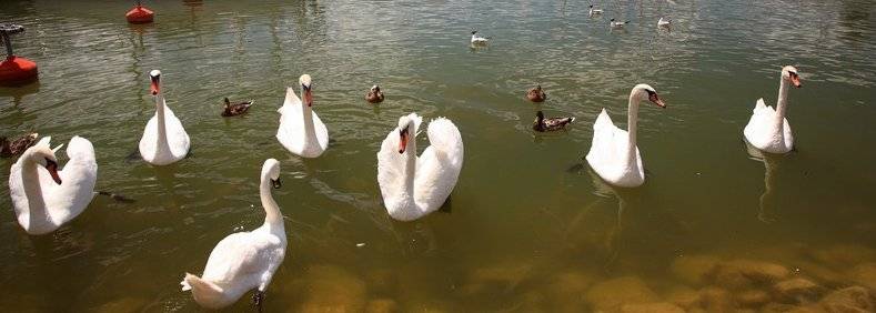 301-swans.jpg