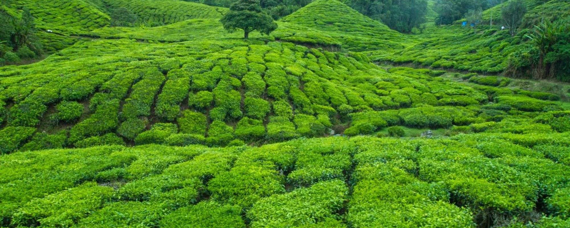 Cameron Highlands: Is it really that beautiful?