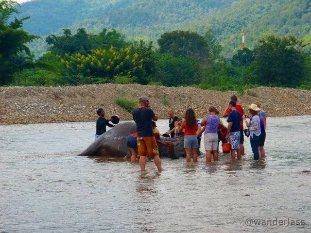 Elephant Nature Park Chiang Mai Thailand Elephant Spirit Crushing