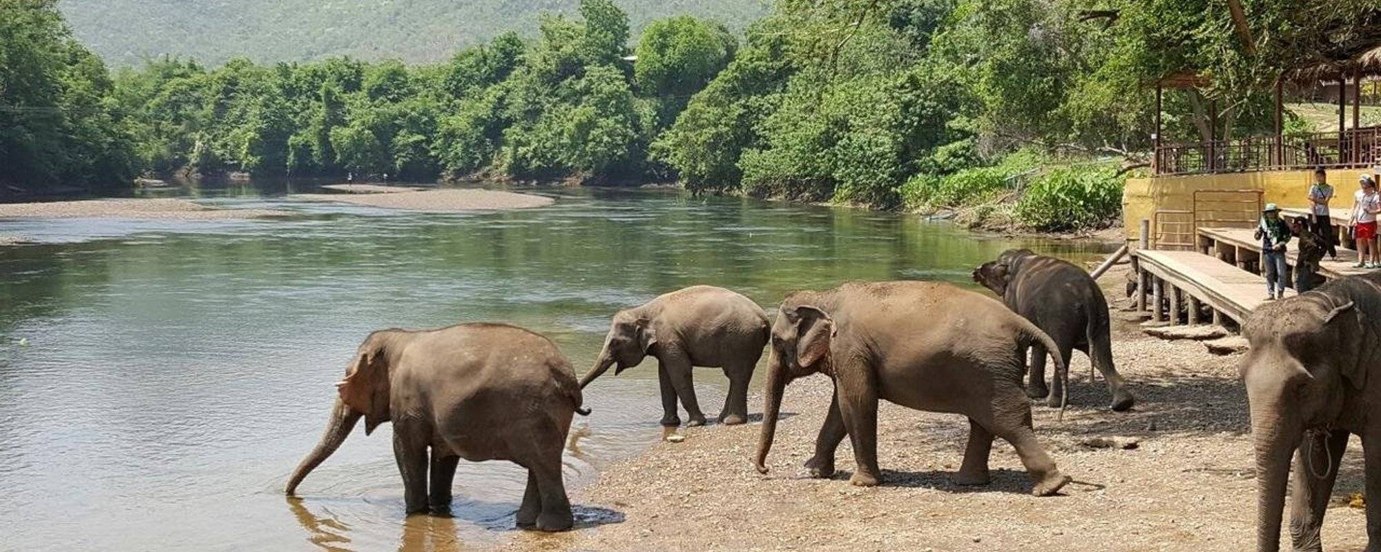 Throwback Thursday's: Elephants World, Kanchanaburi
