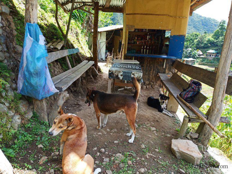 My guide dogs resting at the sari-sari store 