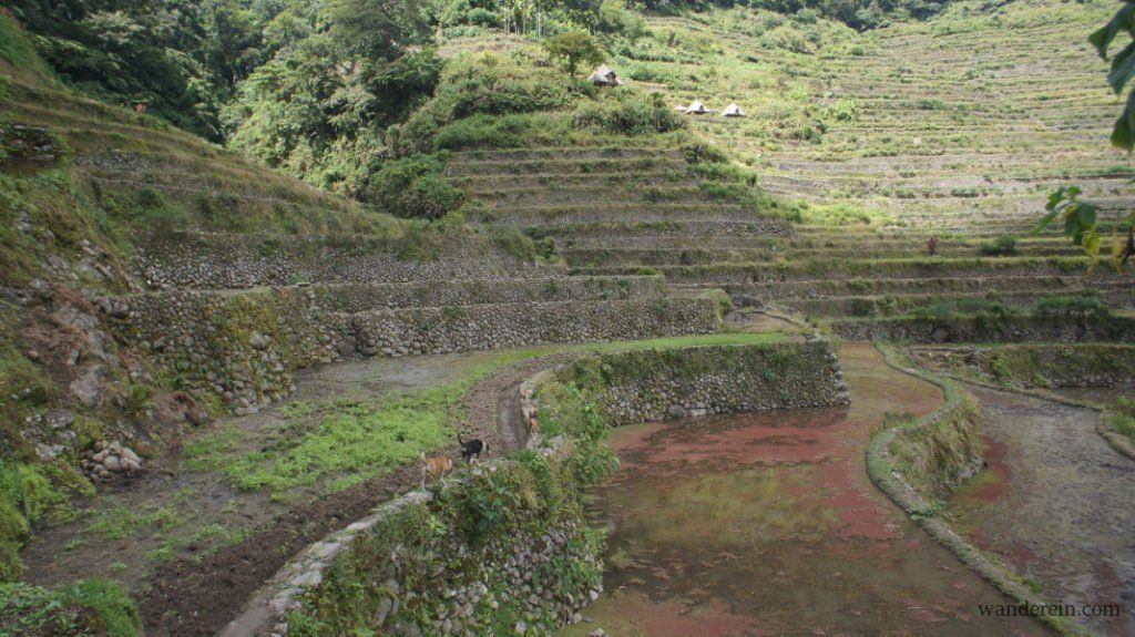 2 dogs walk through the pilapil