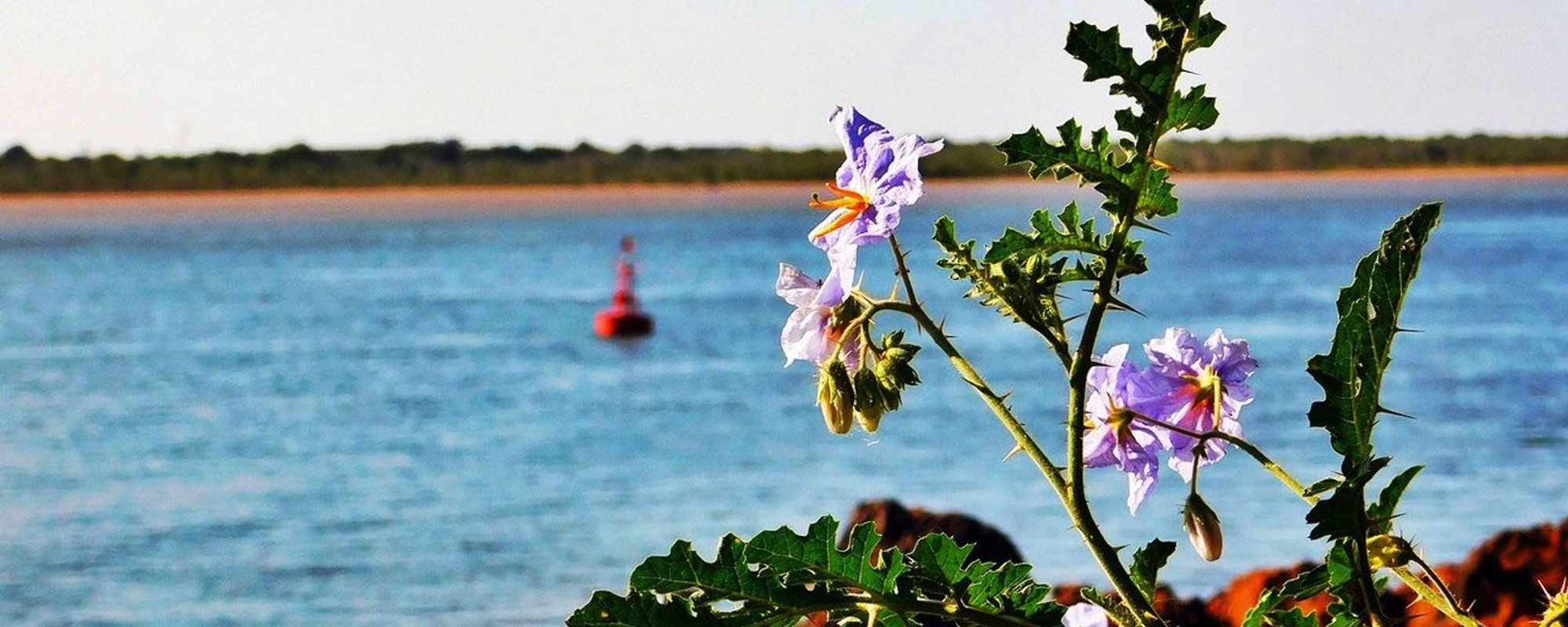 A walk along the coast looking at trees and flowers (¨Daily Blog¨)[Esp/Eng].