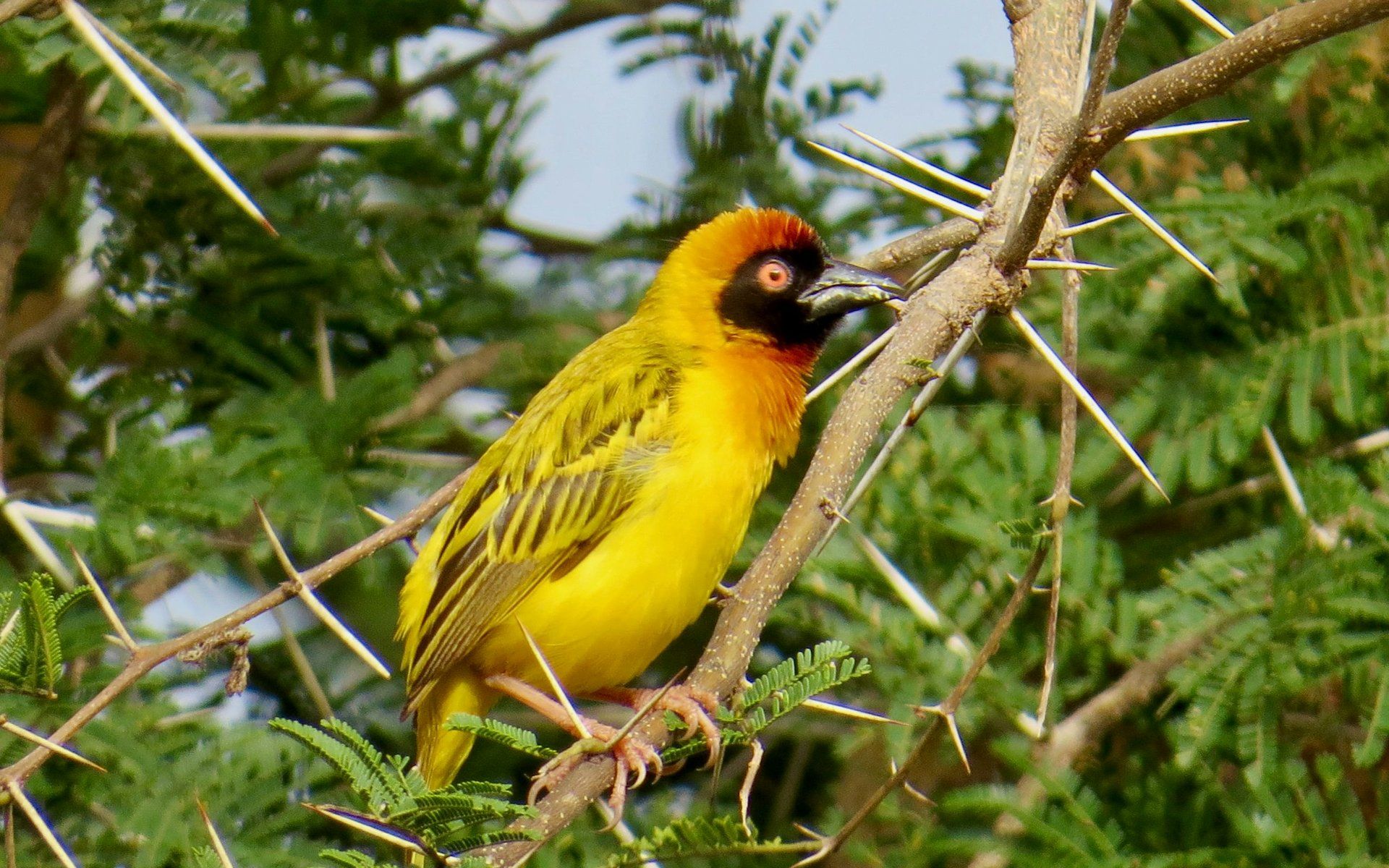 Senegal