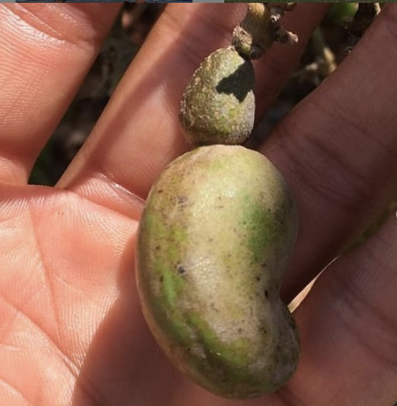 A "cashew nut", the fruit is the small green ball above. It will later be yellow, red or orange
