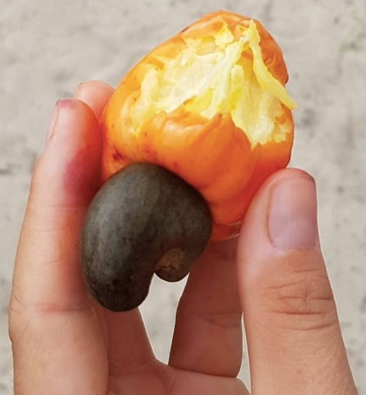 A typical cashew fruit
