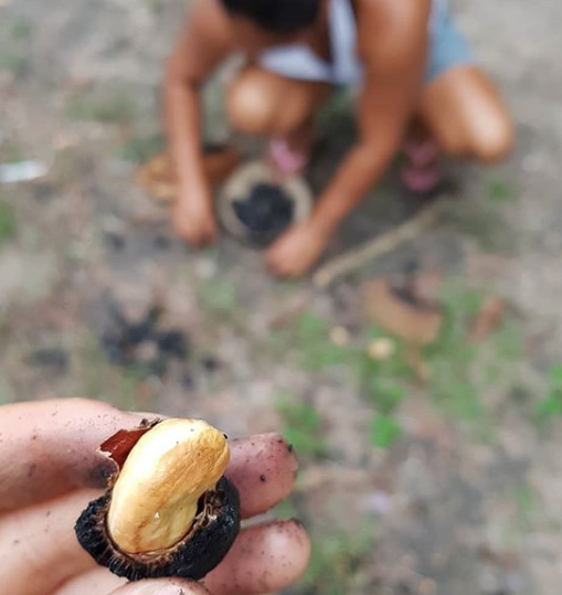 Finally,  we reached our objective, a fresh eatable cashew nut!