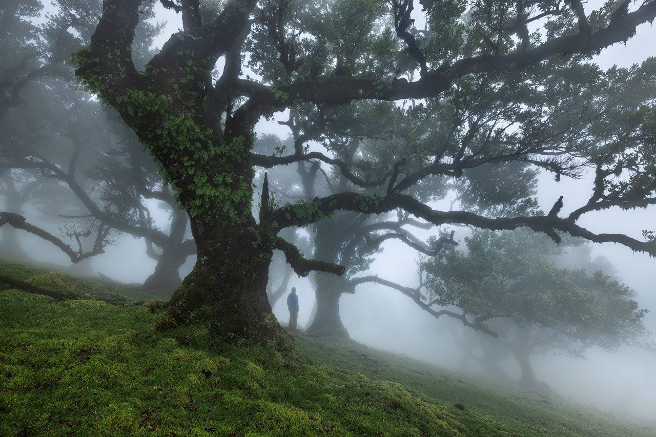 Fanal with Fog