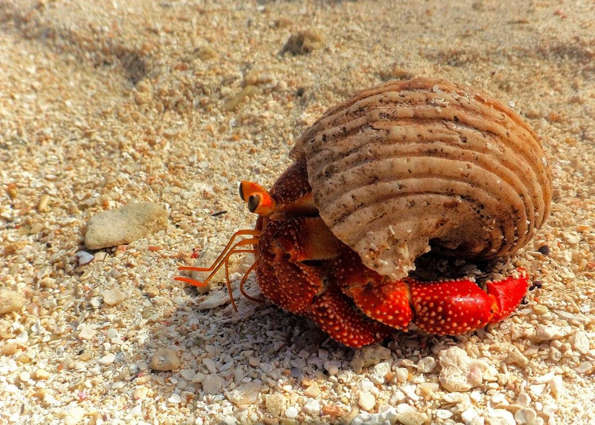 jessicaoutside.com-hermit-crab-1200-85.jpg