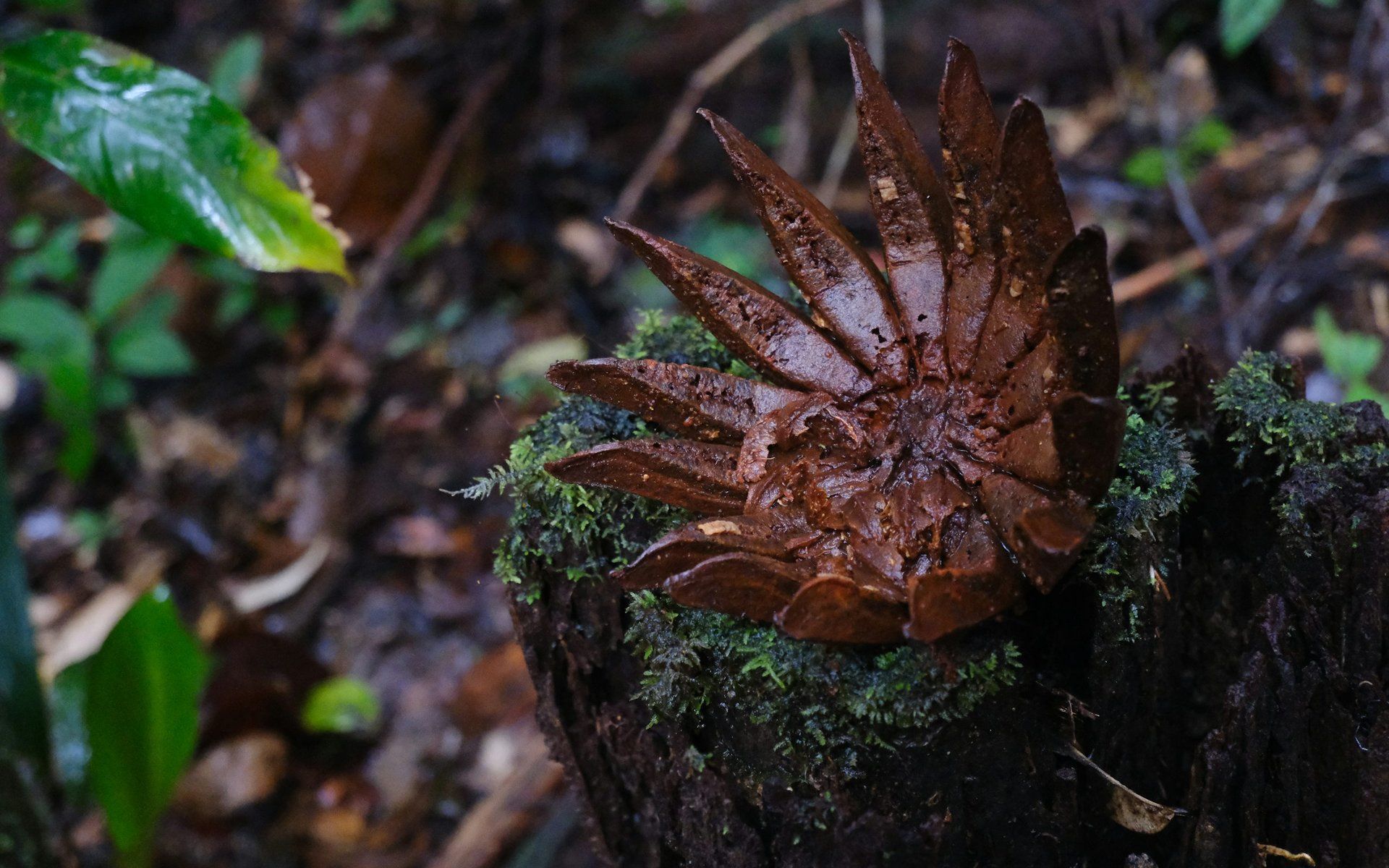 French Guiana