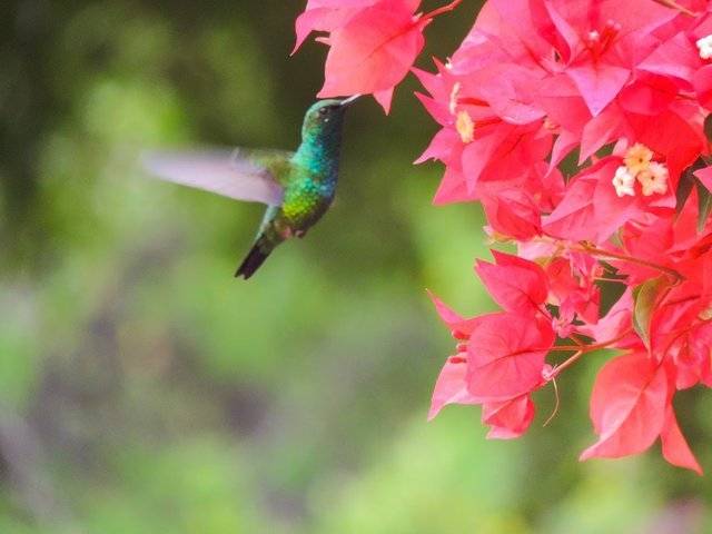 Hummingbirds are all over this place!