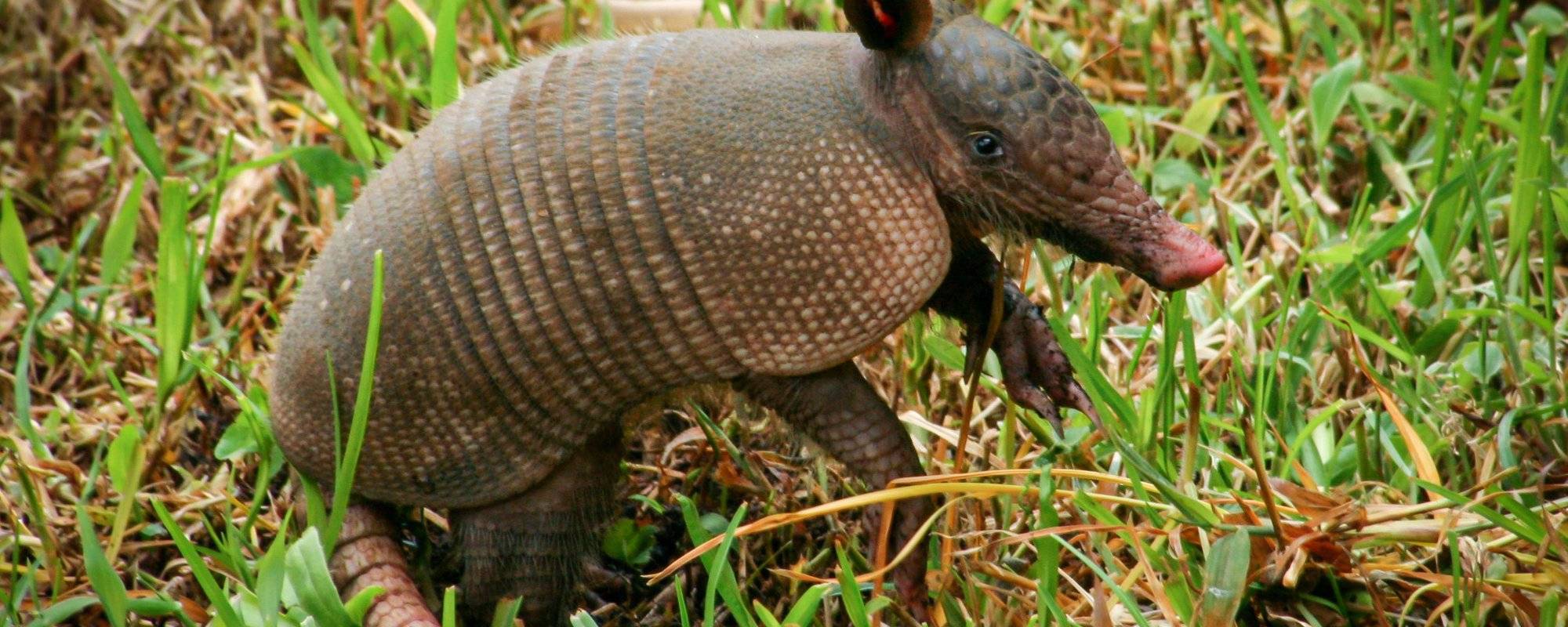 Armadillo baby, living an experience as a nature photographer