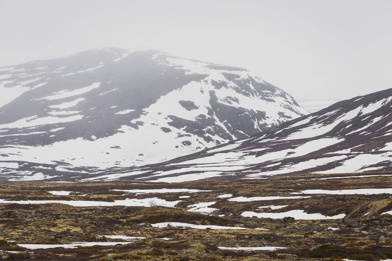 Muskox watching #1 - Vast landscapes of Dovrefjell