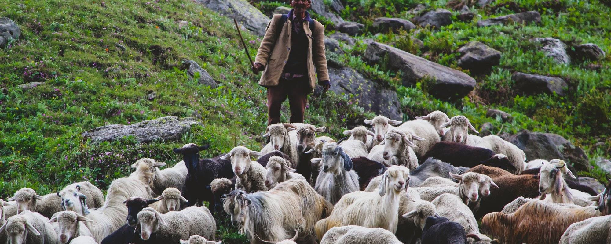 Shepherds, sheep and their life in Himalayas.