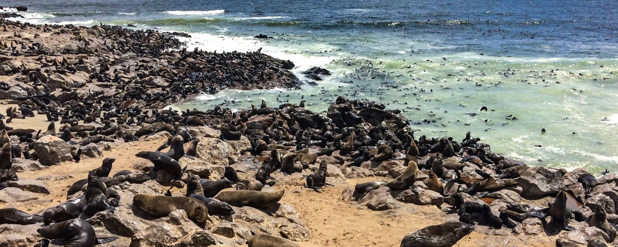 My trip to Namibia (2): Meet the South African fur seal