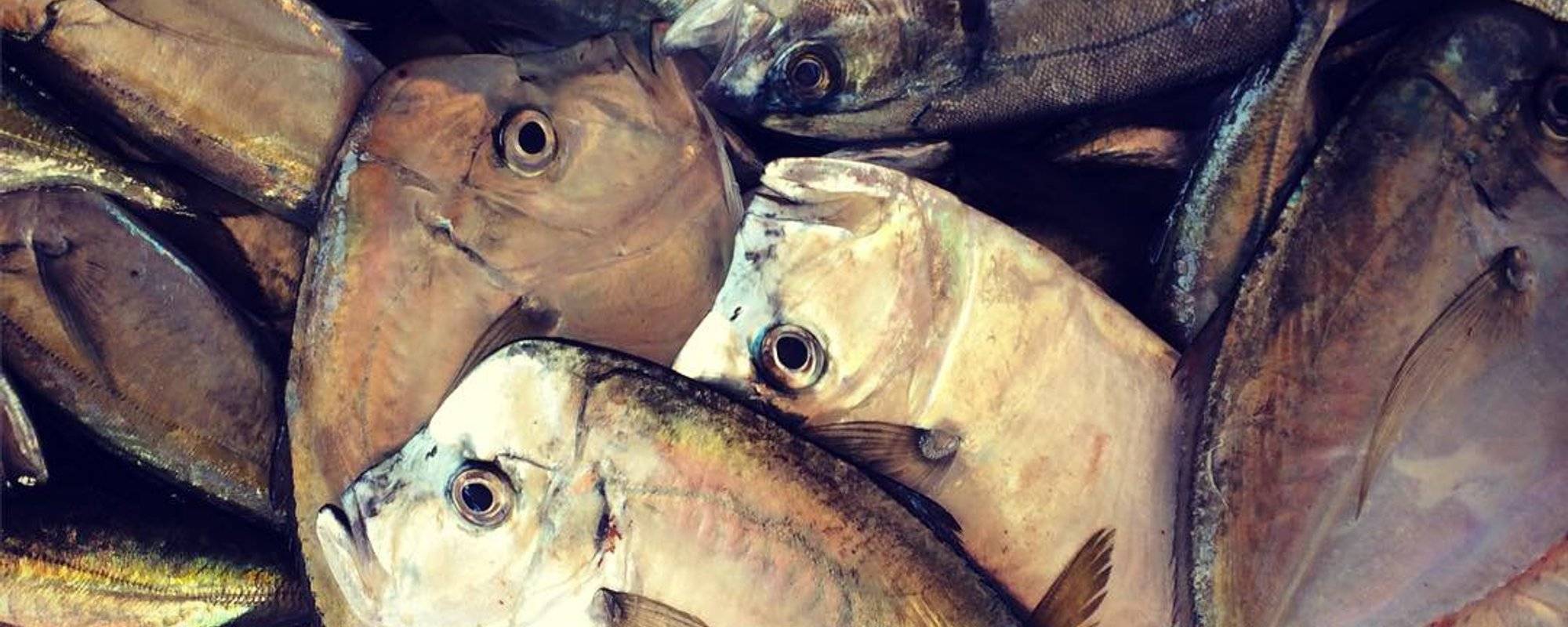 When fish take the stage | scenes of life in Mindelo, Cape Verde