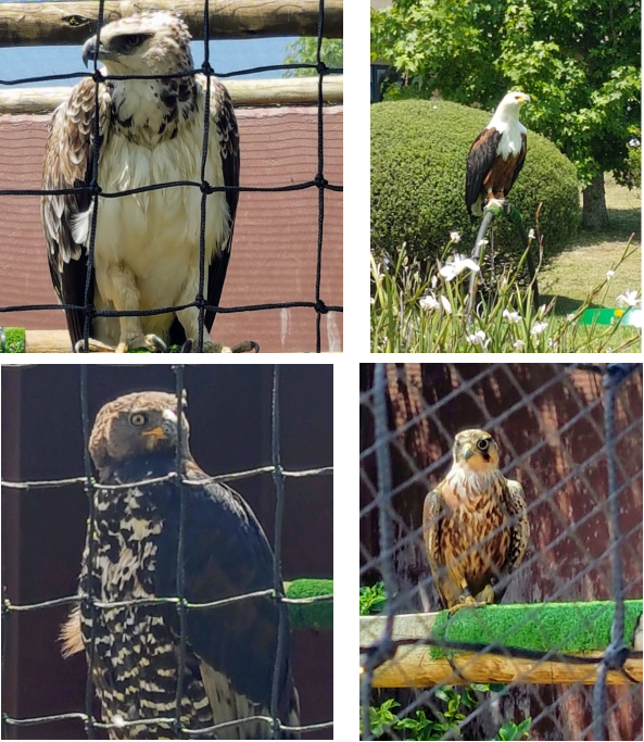 Be amazed at the Falcon Ridge Bird of Prey Centre