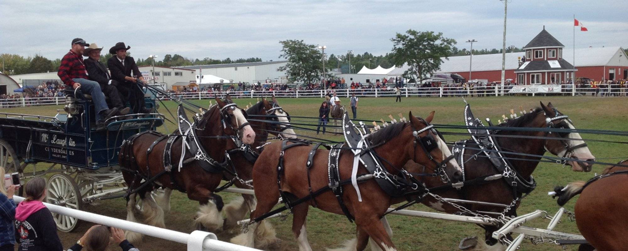 The Carp Fair - Heavy Horse Show