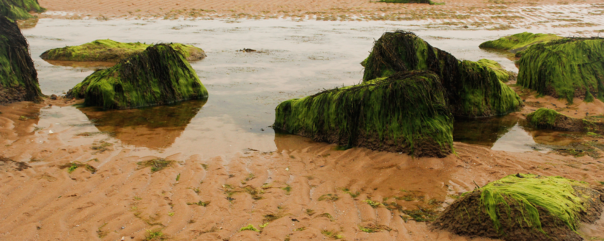 Scotland Roundtrip V - Tain, Worlcup and the sleeping furries of Dornoch Beach [EN/DE]