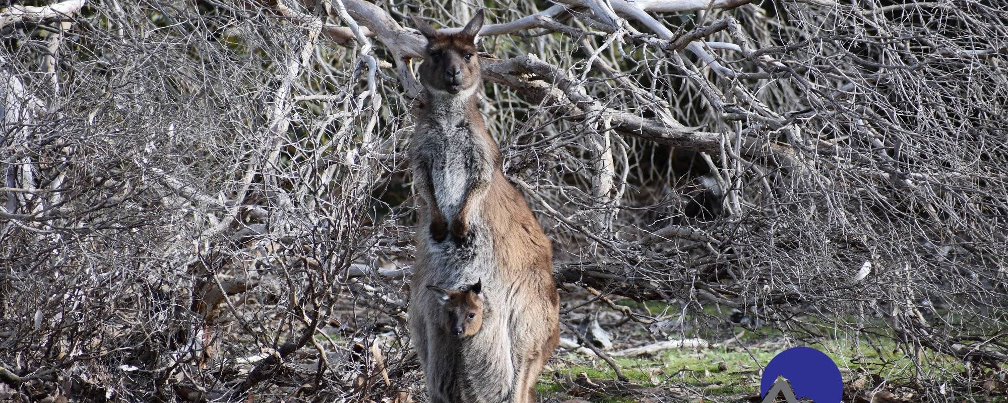 Kangaroo Island Kangaroos - Kangaroo Island Journey #8