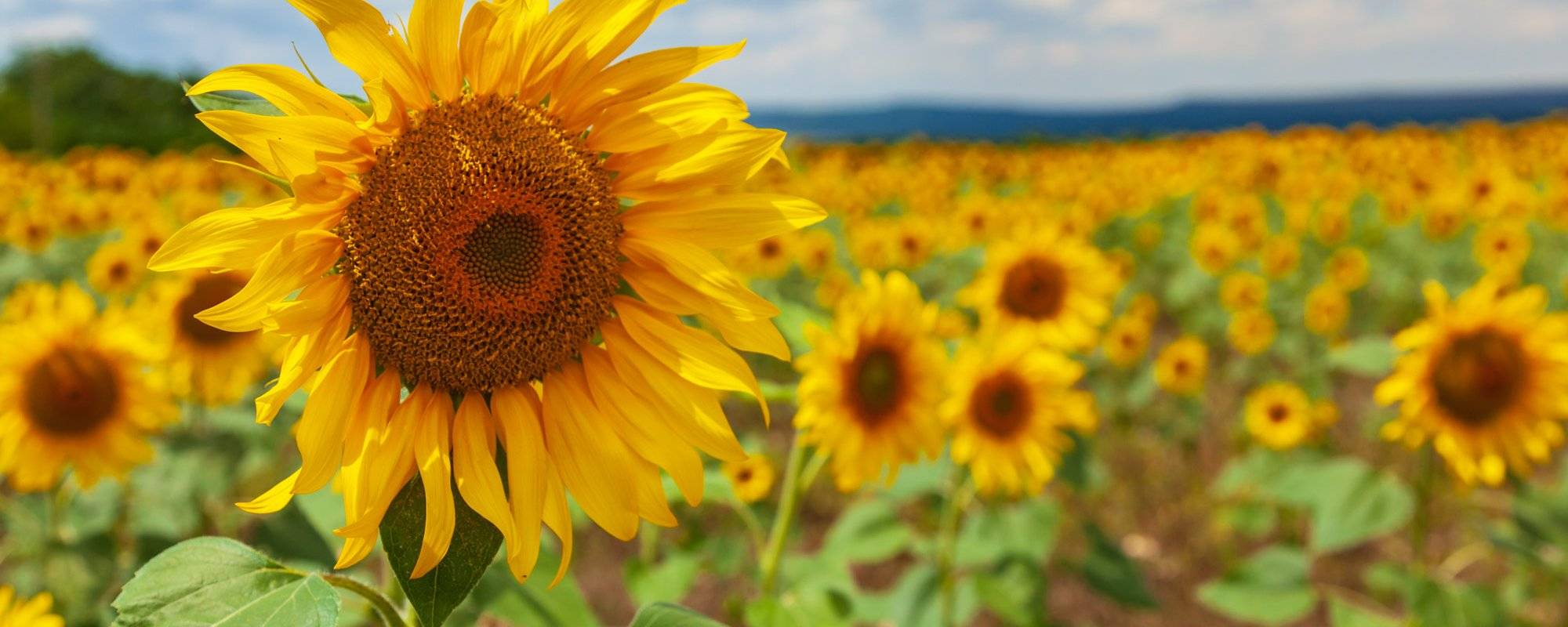 Crimean sunflowers