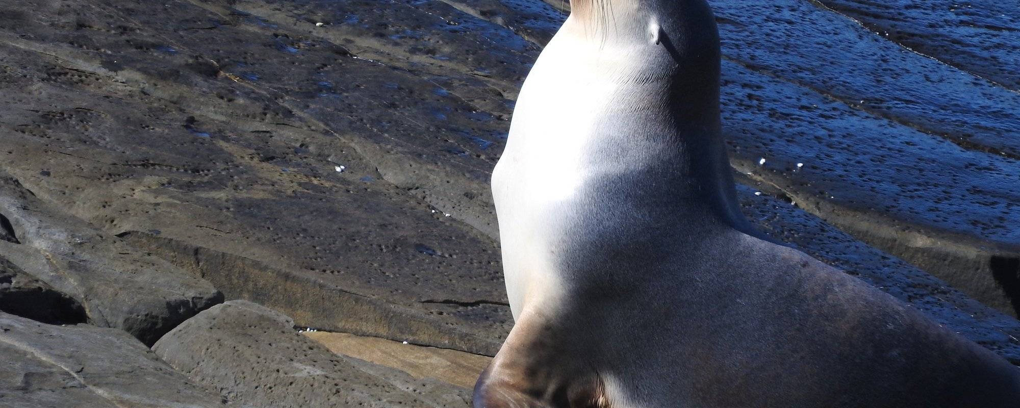 Long-nosed Fur Seal (New Zealand Fur Seal) - Kangaroo Island Journey #3