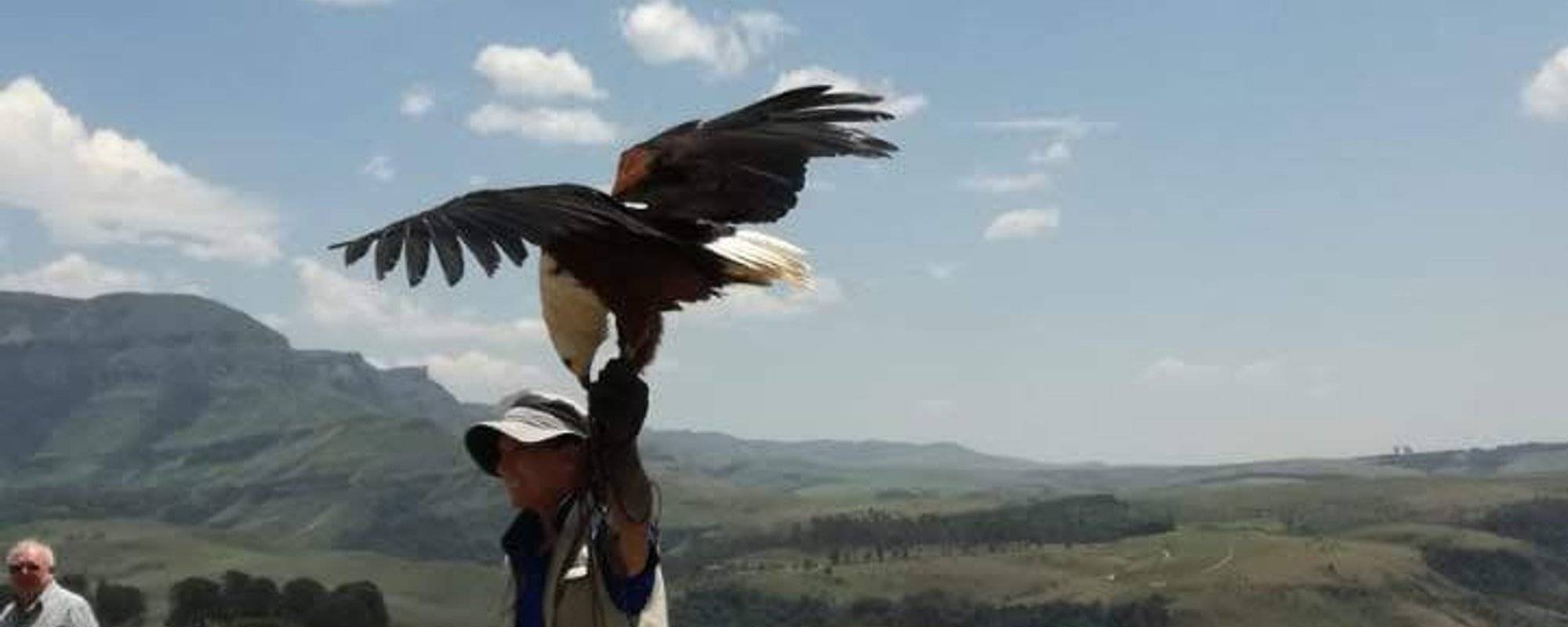 Wednesday Walk Drakensberg Day Two - Falcon Ridge Bird of Prey Center