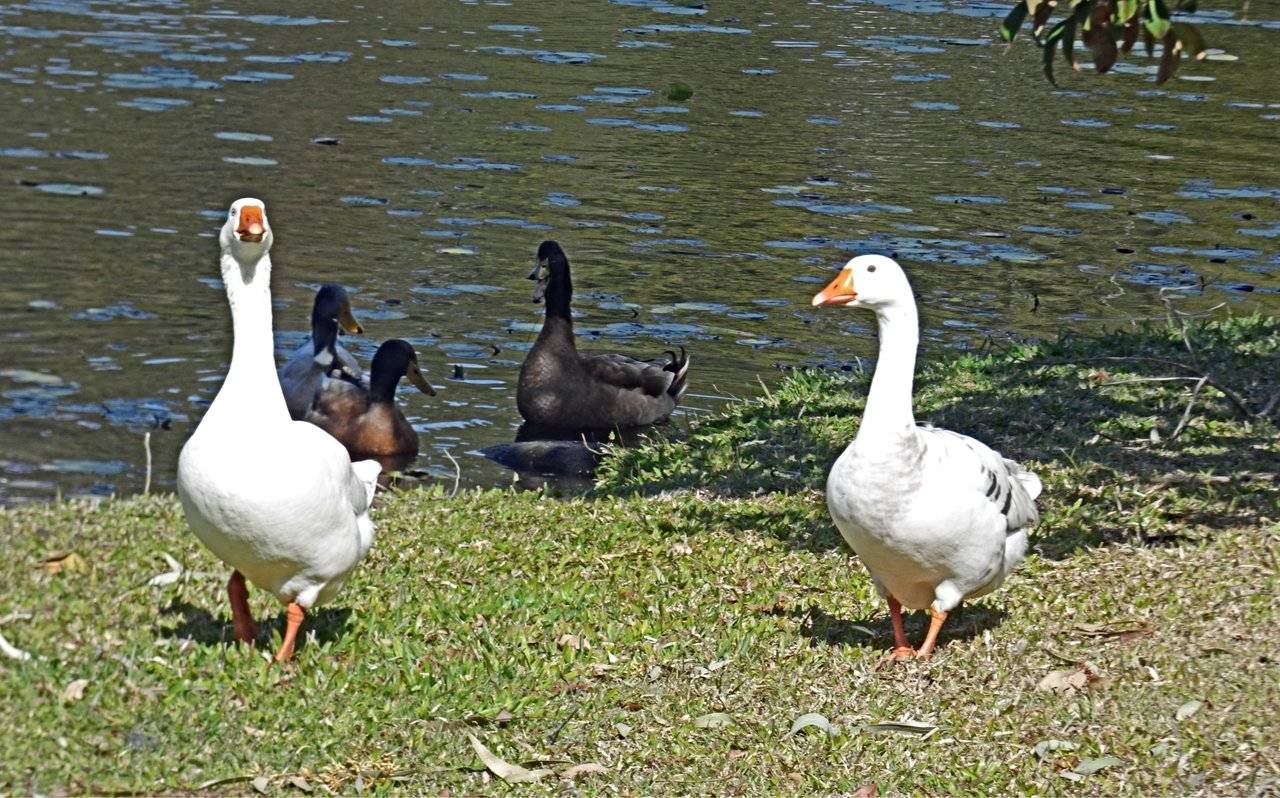 Ducks and geese.jpg