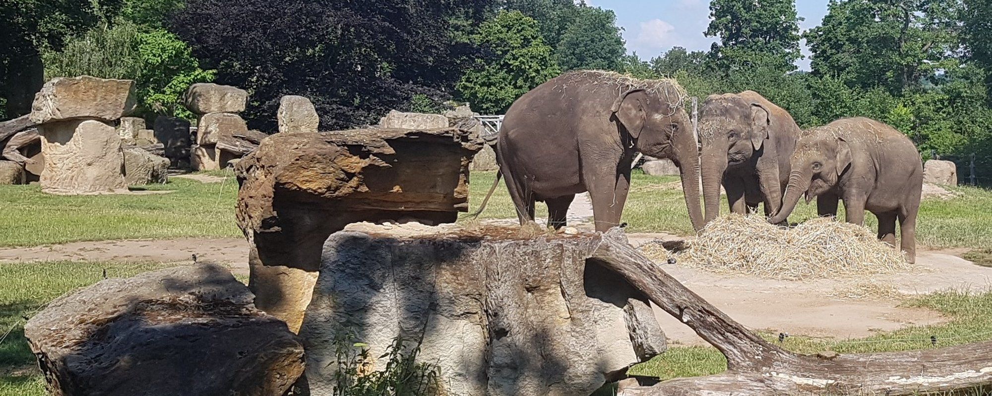 Animals in the ZOO, Elephants I