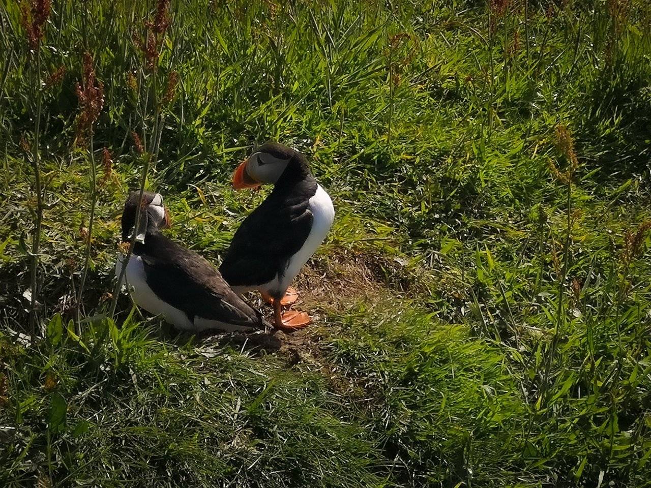 Two puffins looking at each other, the Treshnish Isles wildlife tour, Scotland