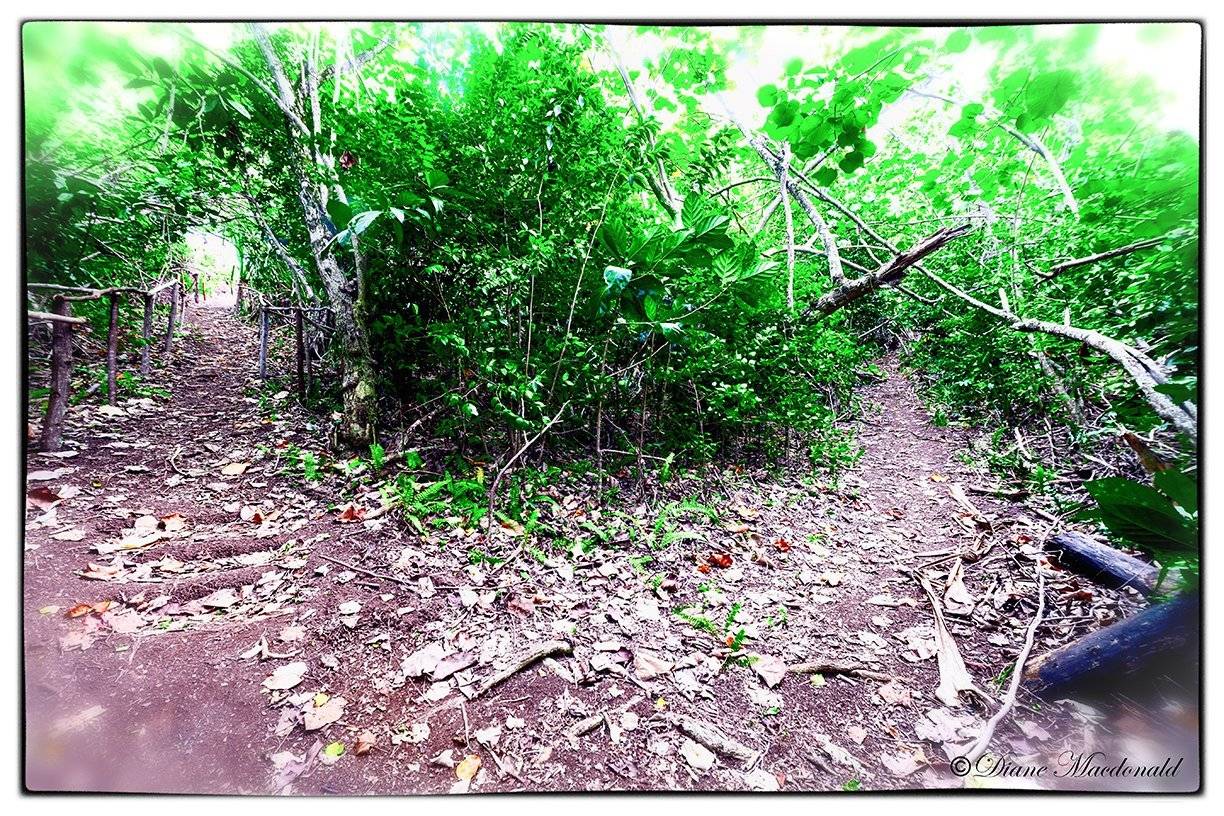 Divided pathway on hill at Parea, Huahine