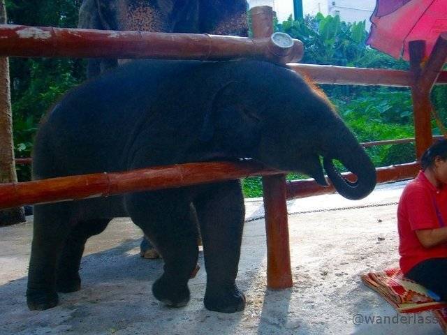 Elephant Nature Park Chiang Mai Thailand elephant spirit crushing
