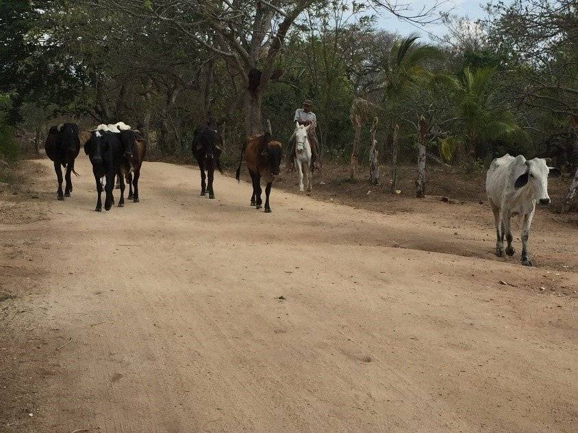 Cows in the streets of Salamanca, Nicaragua