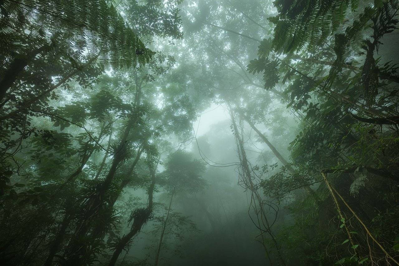 Fog and rain drifting through the forest of San Lorenzo