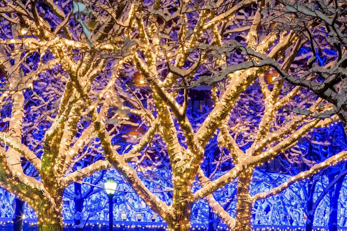 boston frozen trees night photo