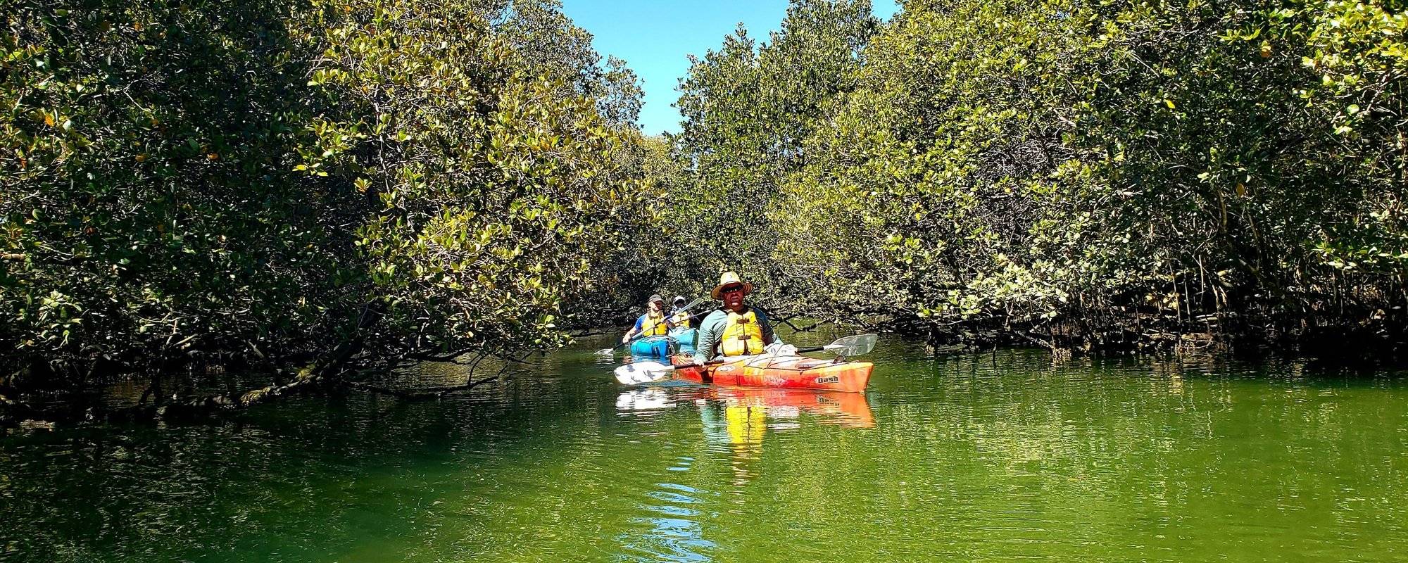 Kayaking in the mangroves - Garden Island, Port Adelaide