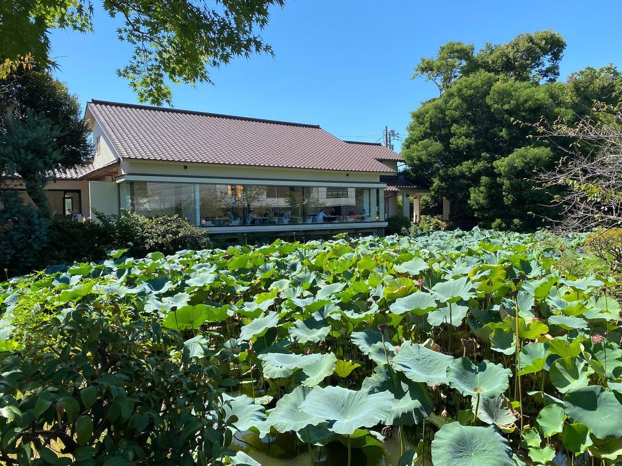 The restaurant overlooking the lotus pond (lotus were dead? T_T)