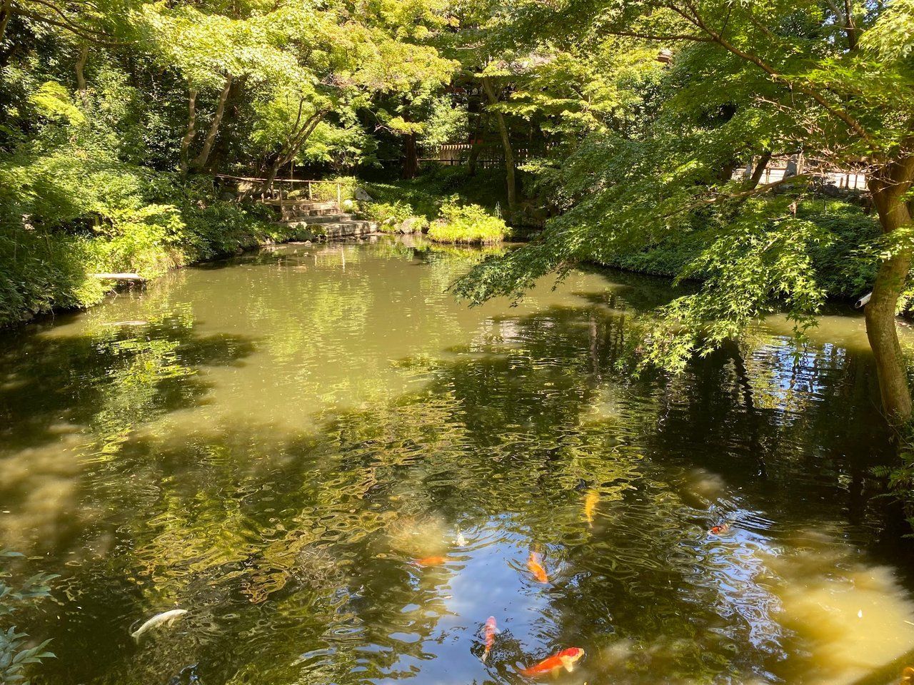 We discover a pond