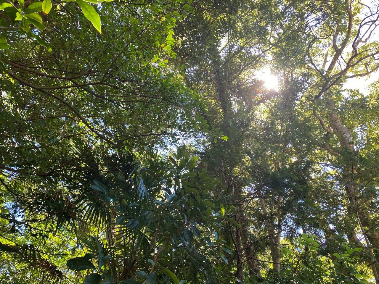 While waiting for my friend, I sat down and took this shot looking up