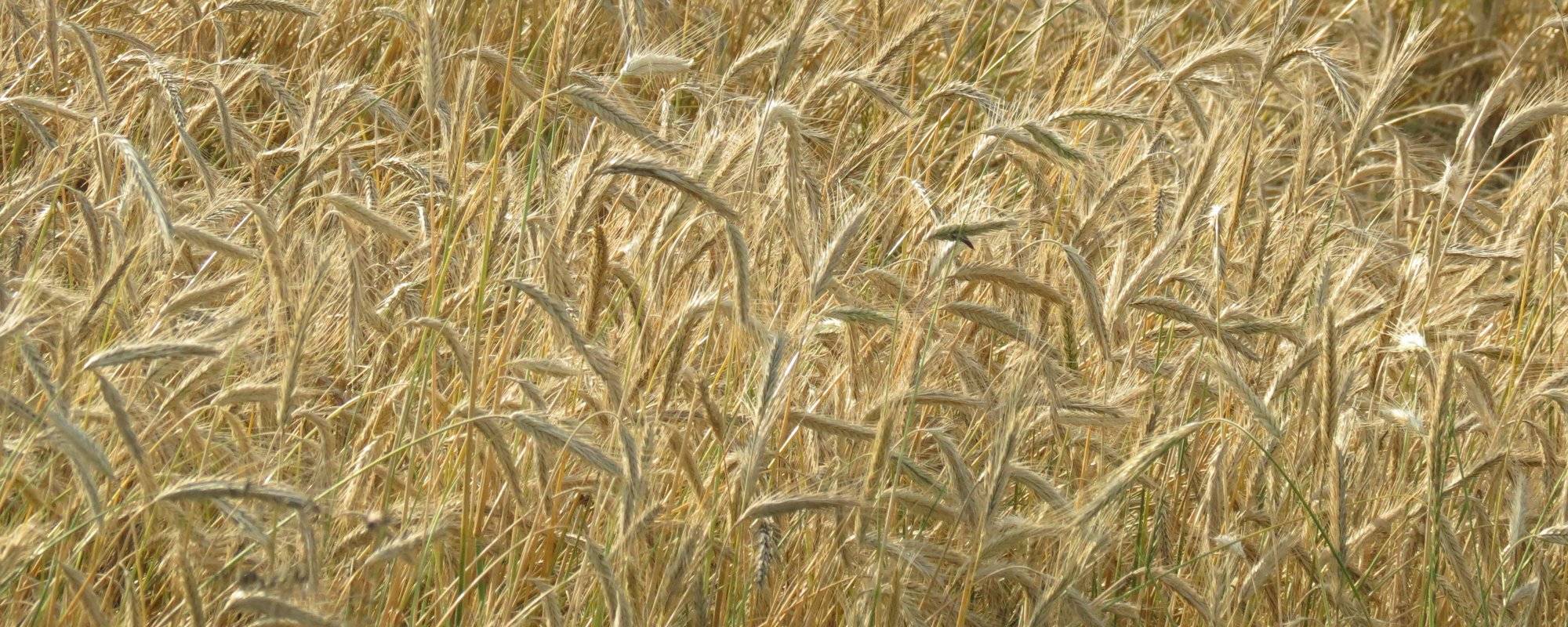 Lato na wsi. Przepiękne, złociste pole // Summer in the countryside. A beautiful golden wheat field 