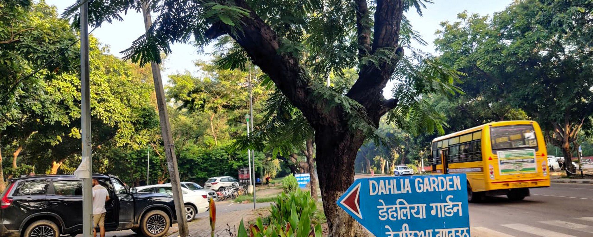 Golden hour stroll through a stunning garden of the city beautiful (Chandigarh,  India).