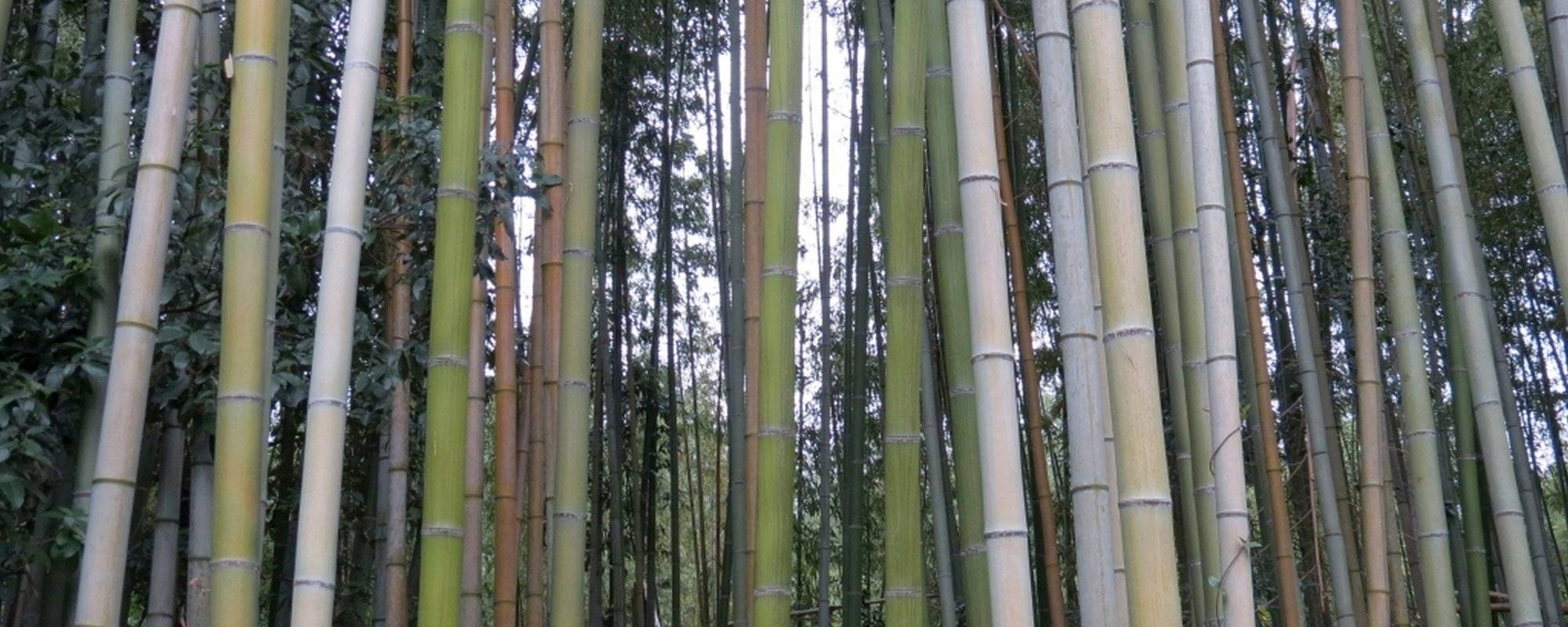 Magic bamboo forest in Arashiyama (Kyoto) in Japan