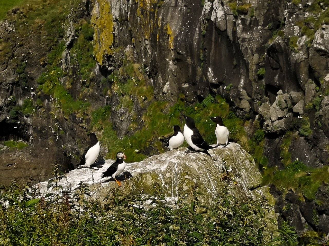 Razorbills and a puffin on the same rock in Lunga island, Scotland