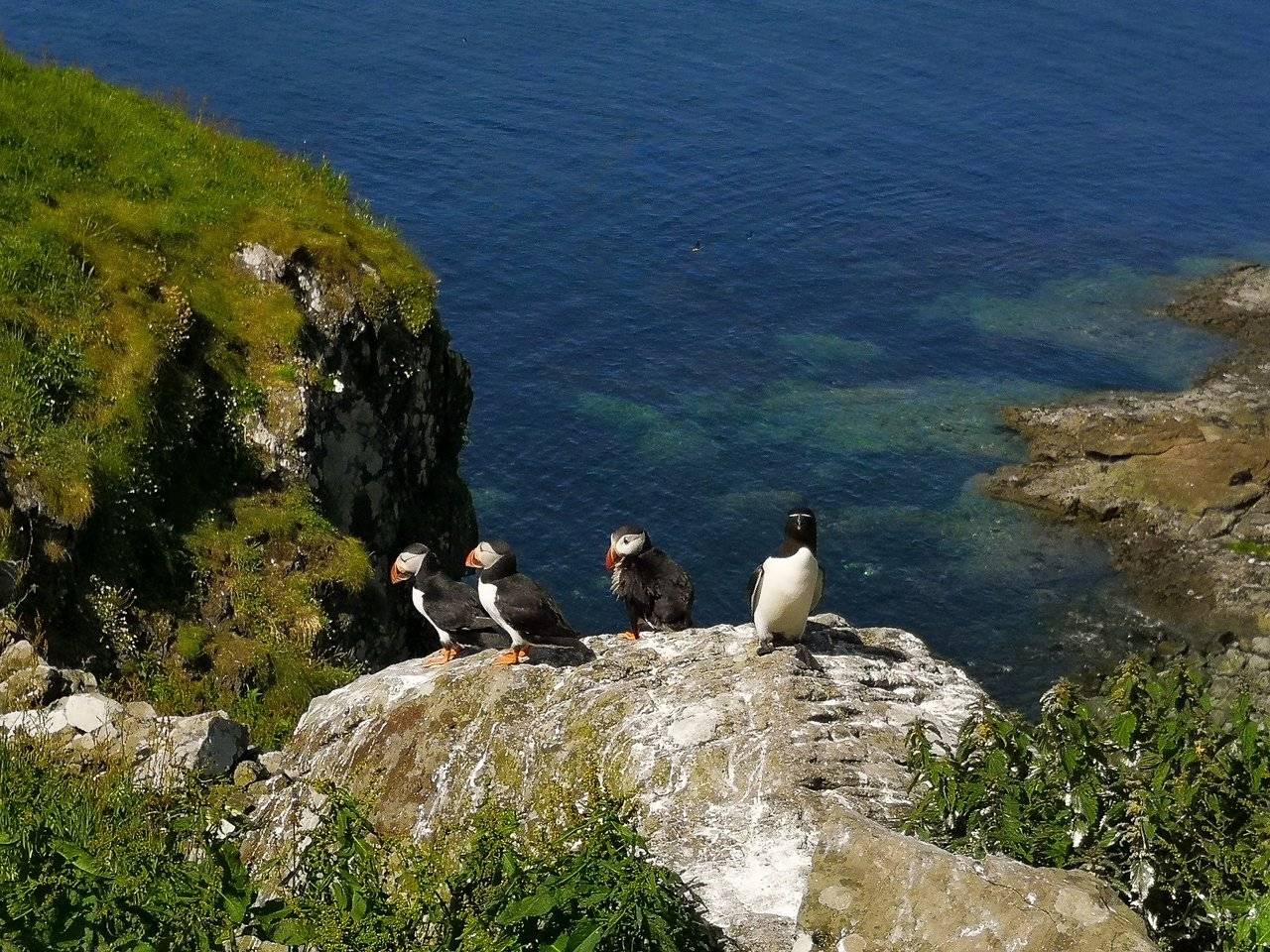 Three puffins and a razorbill on the same rock in Lunga island, Scotland