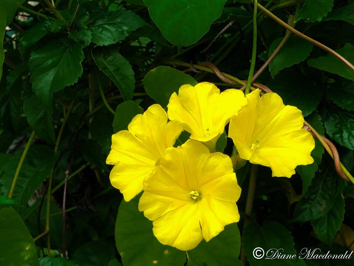 yellow flower huahine.jpg
