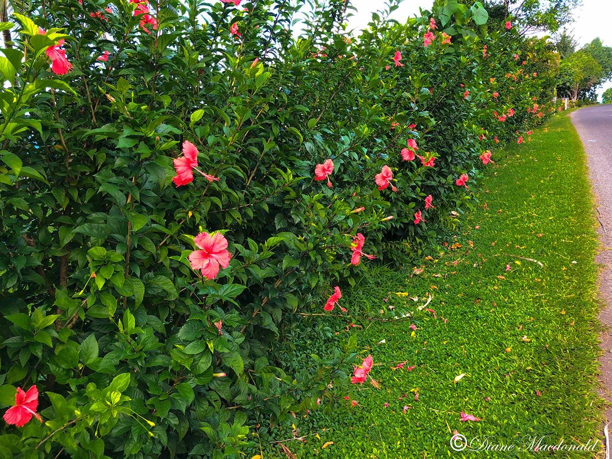 hibiscus bush huahine.jpg