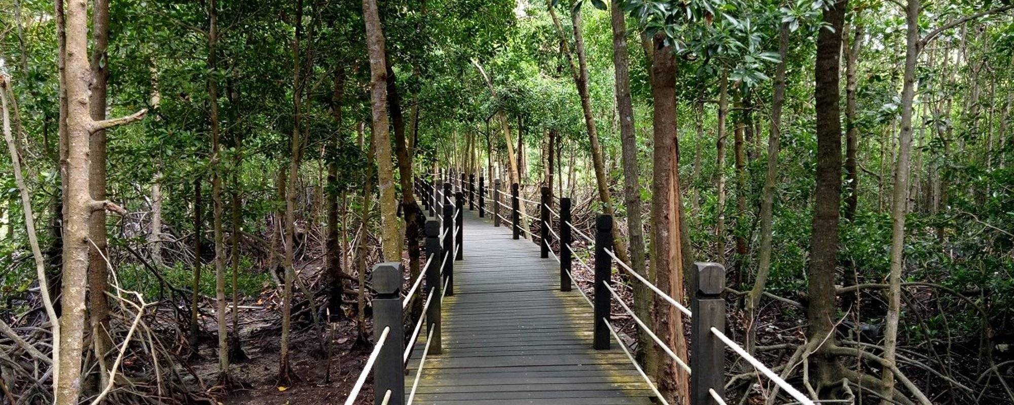 Tanjung Piai National Park, Johor Malaysia 